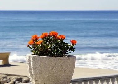 托福阅读部分的文章类型有哪些？